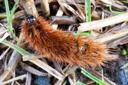 ruby tiger moth caterpillar