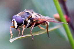 Bog hoverfly