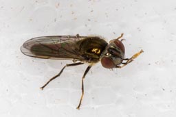 Chrysogaster sp