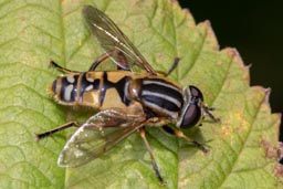 Helophilus pendulus