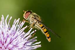 Hoverflies gallery