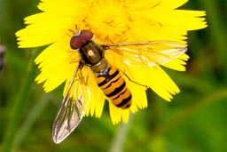 Marmalade Hoverfly