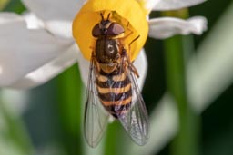 Syrphus sp