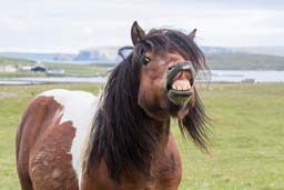 Shetland pony