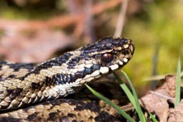 Adder