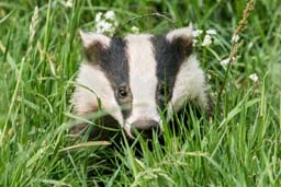 badger