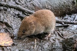 Bank vole