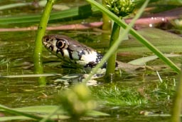 Grass snake