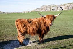 highland cow