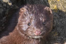 American mink