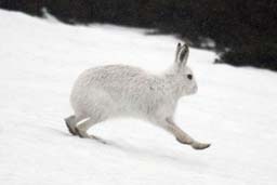 mountain hare