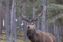 red deer