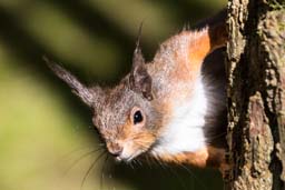 red squirrel