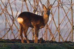 roe deer