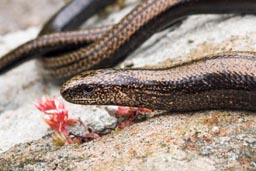 Slow worm