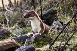 Stoat