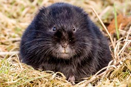 Water vole