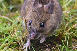 wood mouse