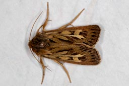 Antler moth