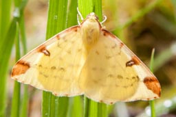 Brimstone moth