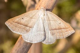 Brown silver-line moth
