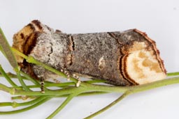 Buff tip moth