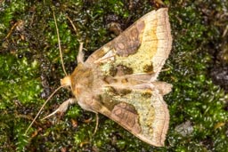 Burnished brass moth