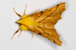 Canary shouldered thorn moth
