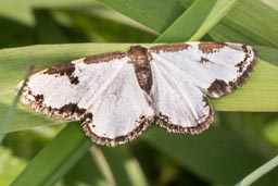 Clouded Border moth