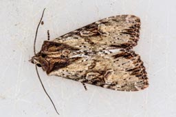 Clouded-bordered brindle moth