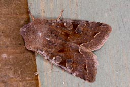 Clouded drab moth