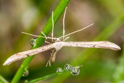 Common plume moth