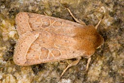 Common quaker moth