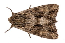 Dark arches moth