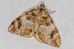 Dark marbled carpet moth
