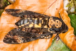 Death's-head hawk-moth