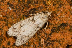 Diurnea fagella moth