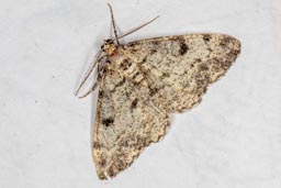 Dotted Carpet moth