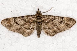 Double-striped pug moth