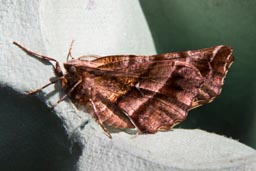 Early thorn moth