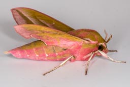 Elephant hawk moth