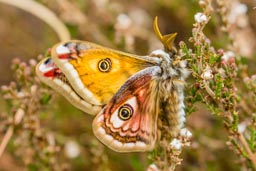 Emperor moth