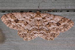 Engrailed moth
