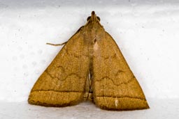 Fan-foot moth
