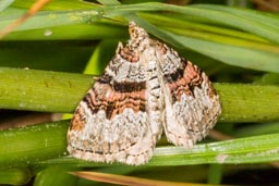 Flame carpet moth