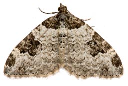Garden carpet moth