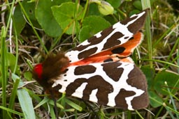 Garden tiger moth