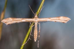 Grass moth
