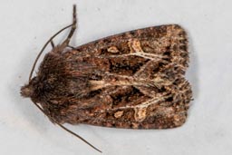 Haworth's Minor moth