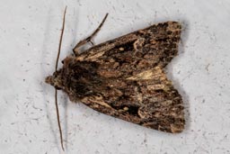 Heath Rustic moth